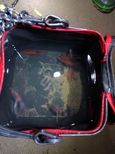 ホタルイカの釣果