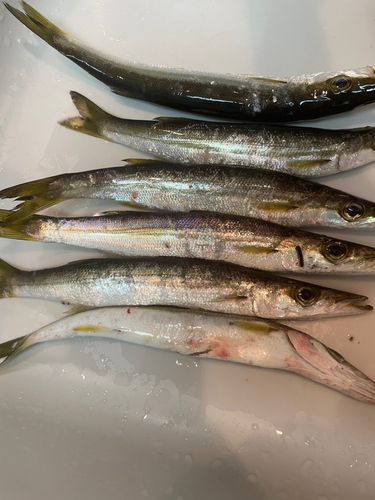 カマスの釣果