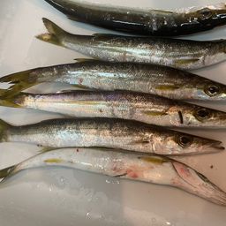 カマス