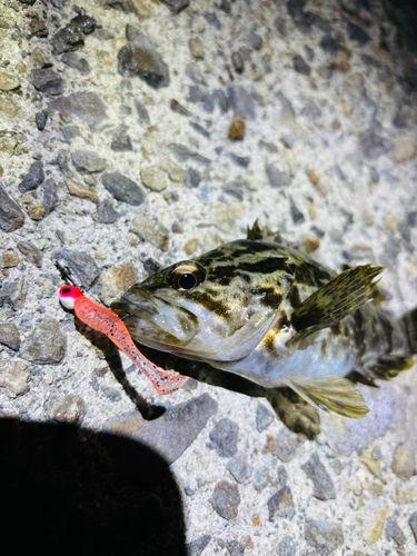 タケノコメバルの釣果