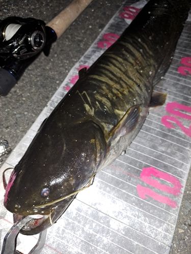 ナマズの釣果