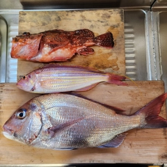 イトヨリダイの釣果