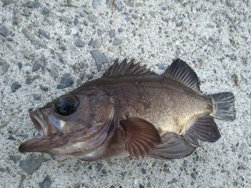 メバルの釣果