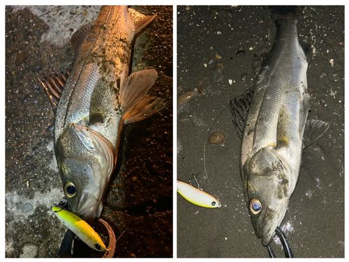 セイゴ（マルスズキ）の釣果