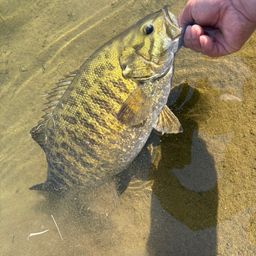 スモールマウスバス