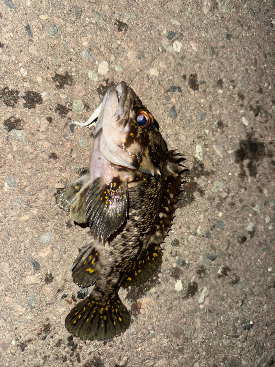 オウゴンムラソイ