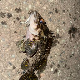 オウゴンムラソイ