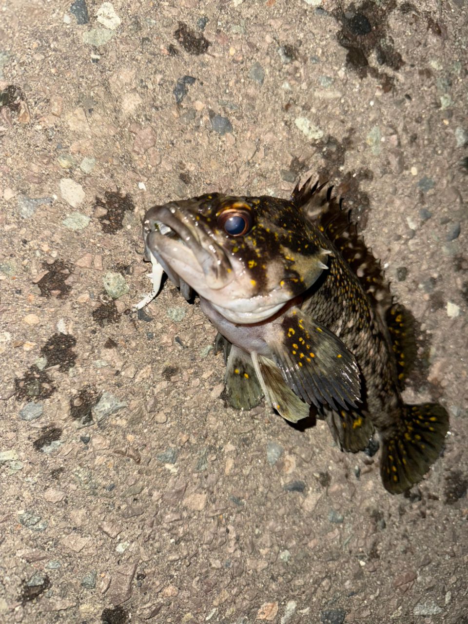 オウゴンムラソイ