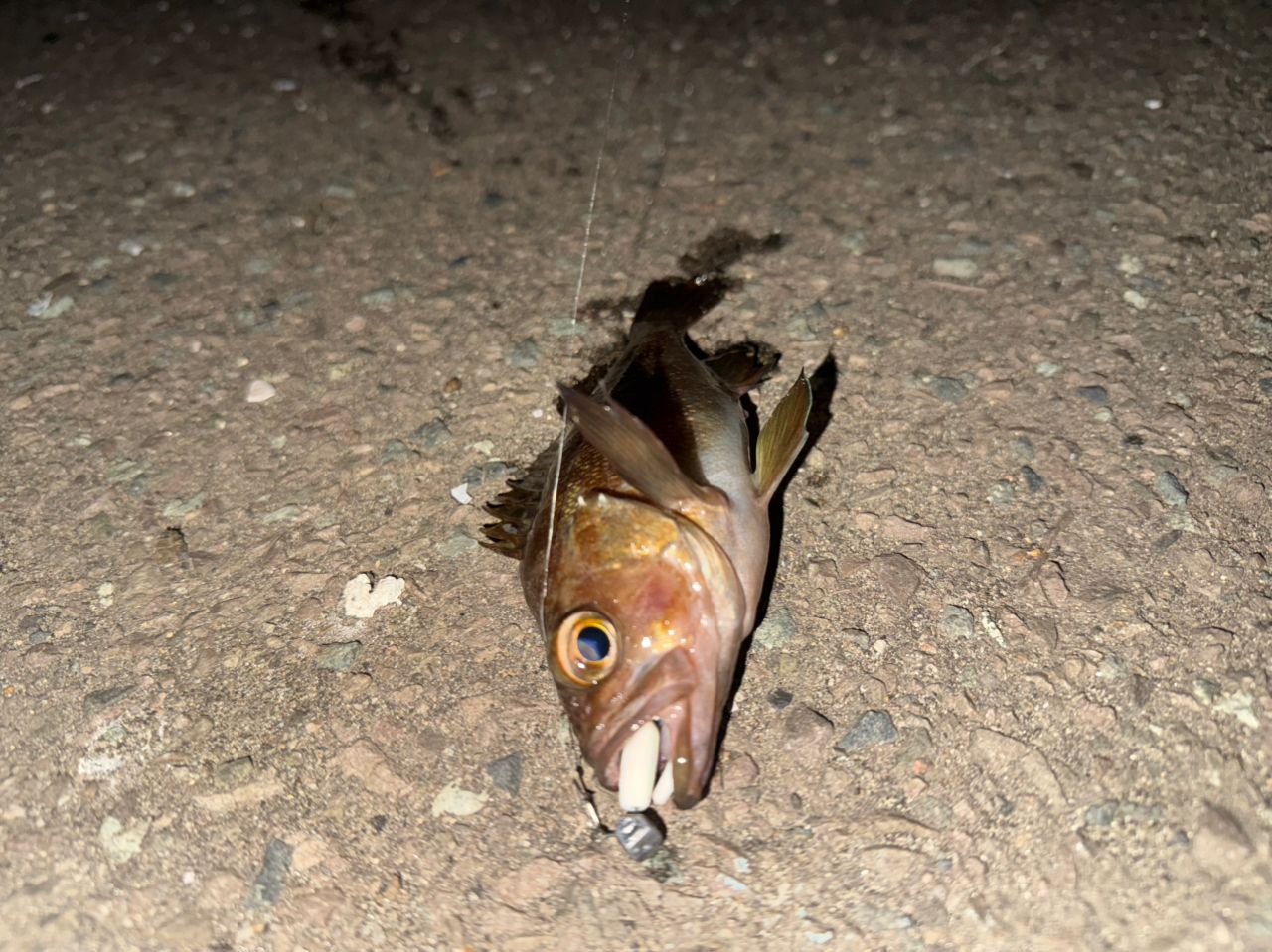 オウゴンムラソイ