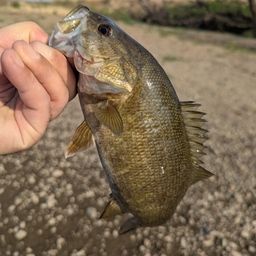 スモールマウスバス