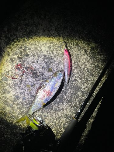 コノシロの釣果