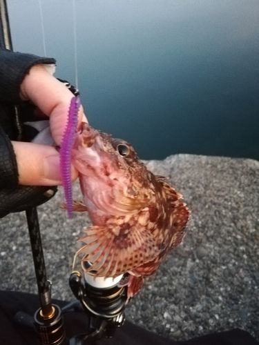 ガシラの釣果
