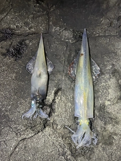 ヤリイカの釣果
