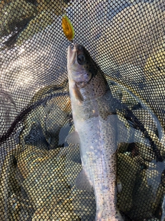 ニジマスの釣果