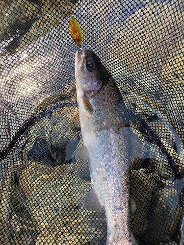 ニジマスの釣果