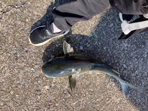 ボラの釣果