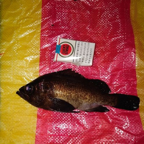 シロメバルの釣果