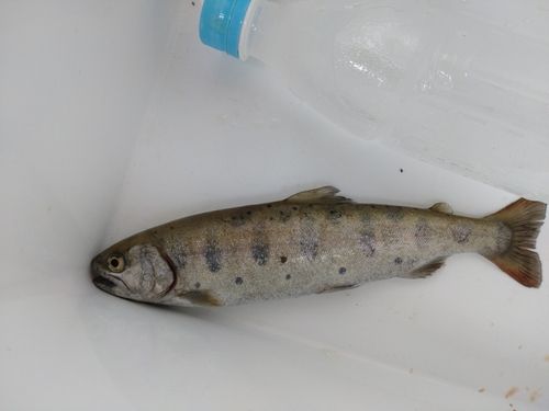 ヤマメの釣果