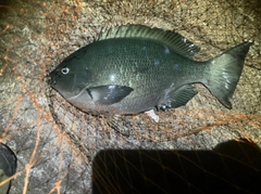 グレの釣果