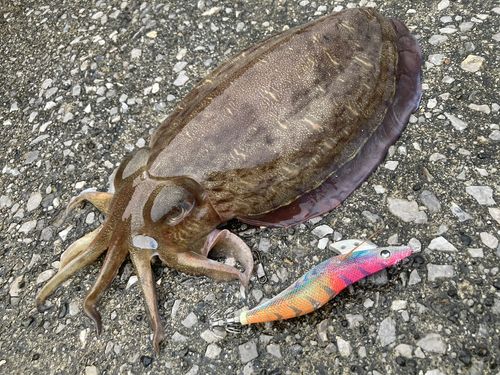モンゴウイカの釣果