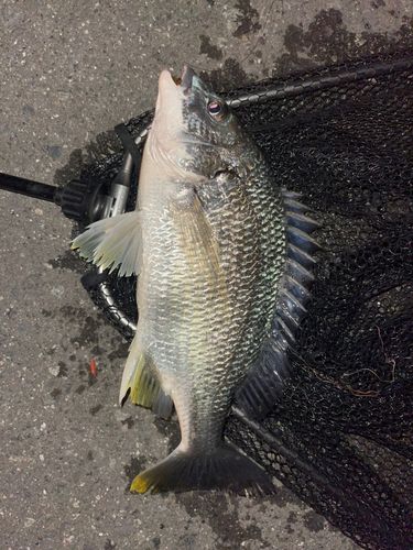 キビレの釣果
