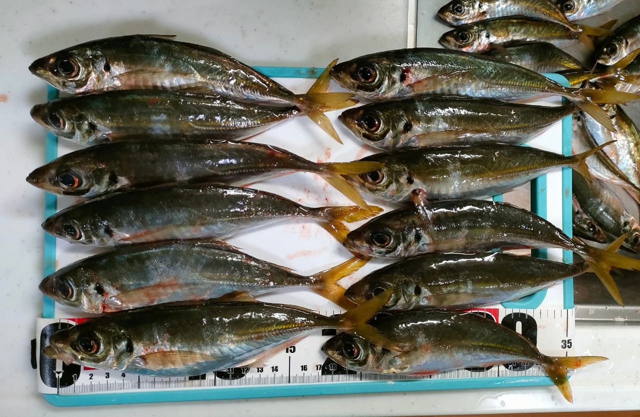 アジ
