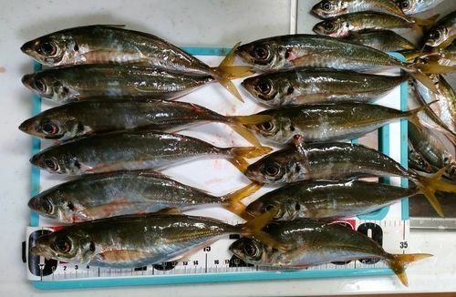 アジの釣果