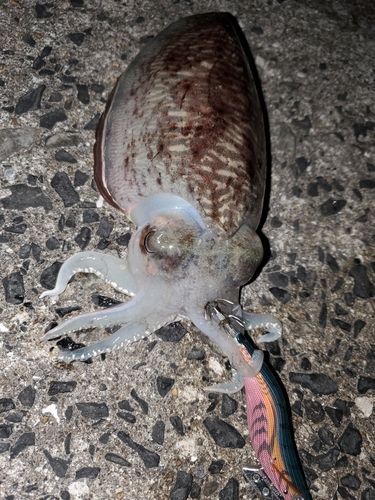 コウイカの釣果