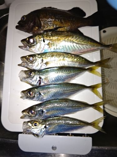 マアジの釣果