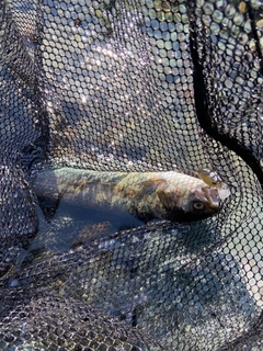 ニジマスの釣果