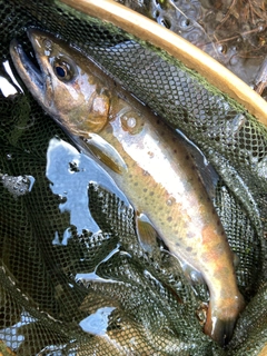 ヤマメの釣果