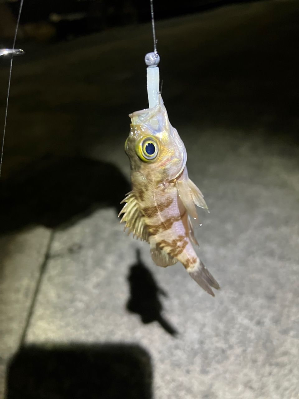メバル