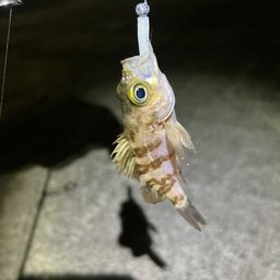 メバル