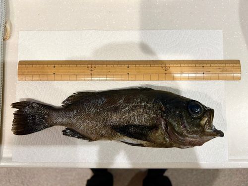 メバルの釣果