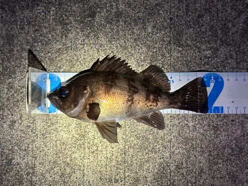 シロメバルの釣果