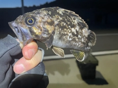 クロソイの釣果