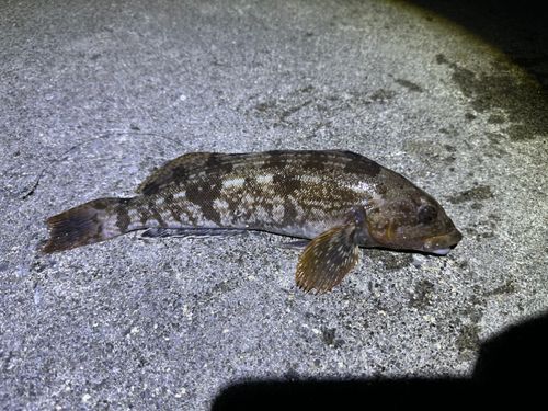 アイナメの釣果