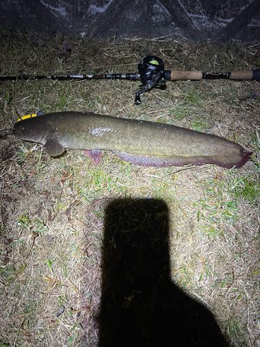 マナマズの釣果