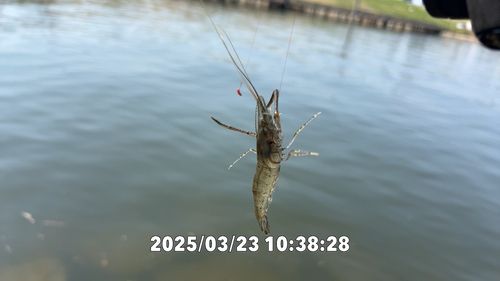 テナガエビの釣果