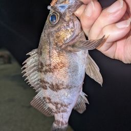 メバル