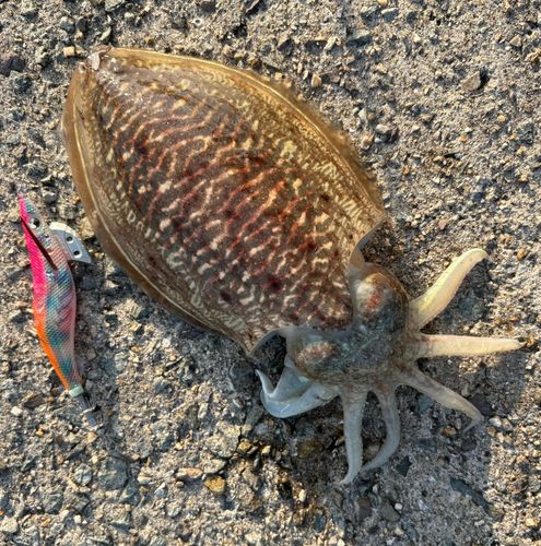 コウイカの釣果