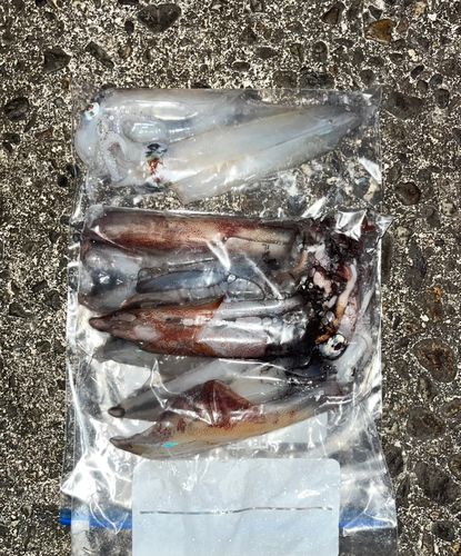ケンサキイカの釣果