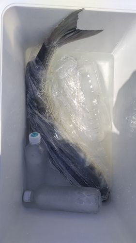 ボラの釣果