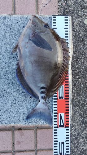サンノジの釣果