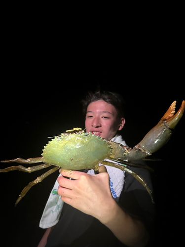 ノコギリガザミの釣果