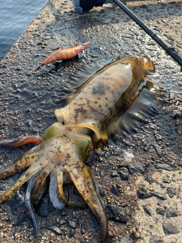 アオリイカの釣果