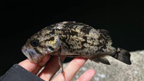 クロソイの釣果