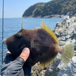 カワハギ