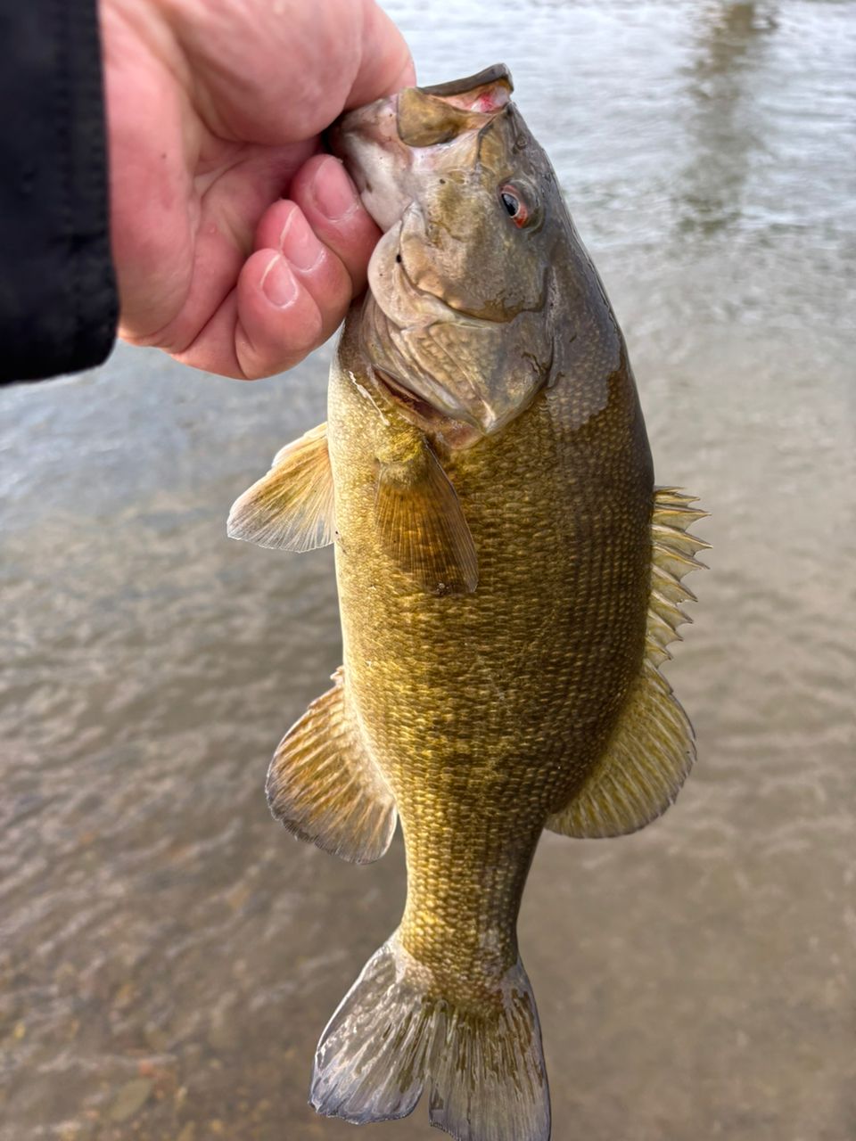 スモールマウスバス