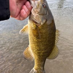 スモールマウスバス